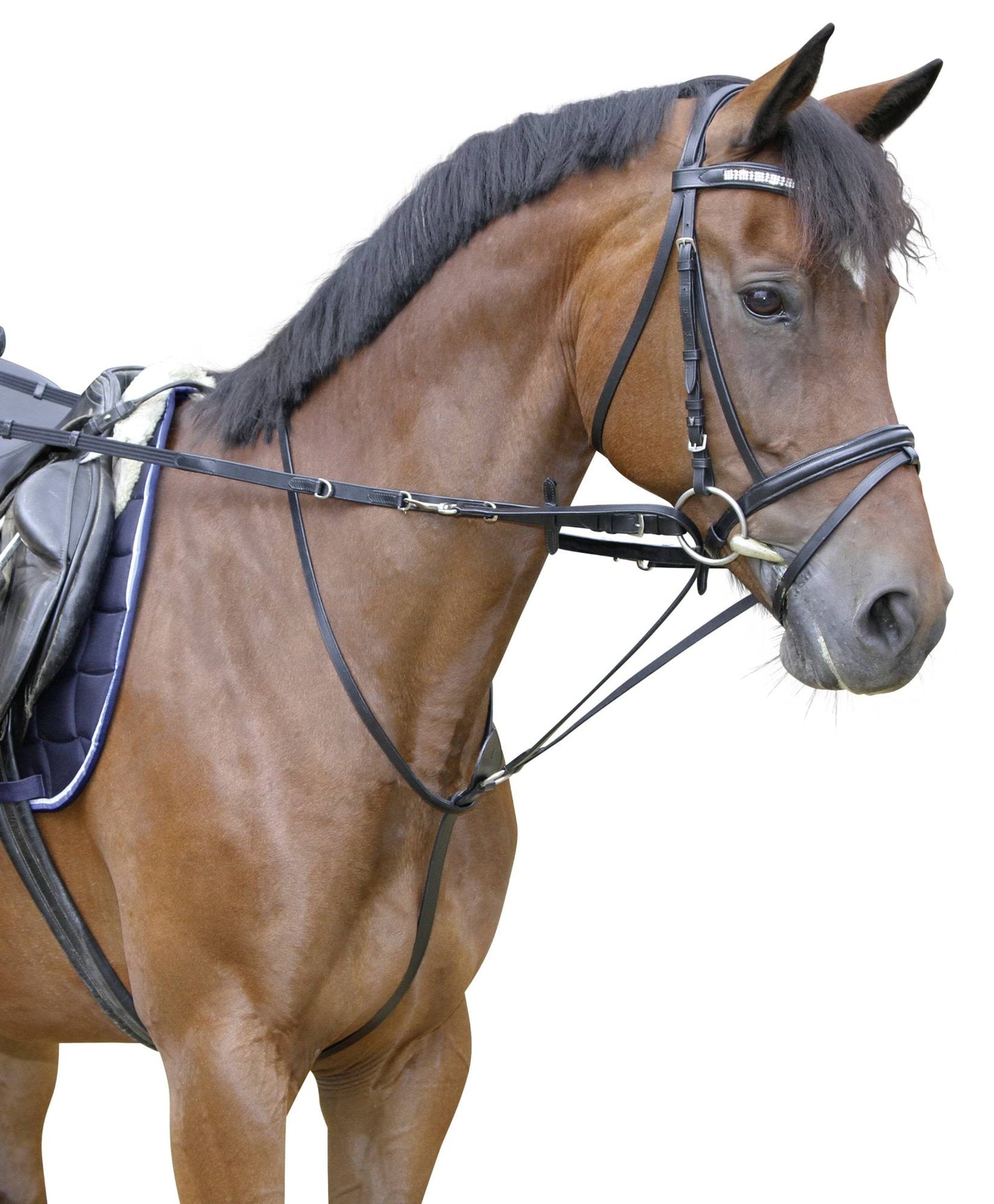 Covalliero wodze Thiedermann, czarny