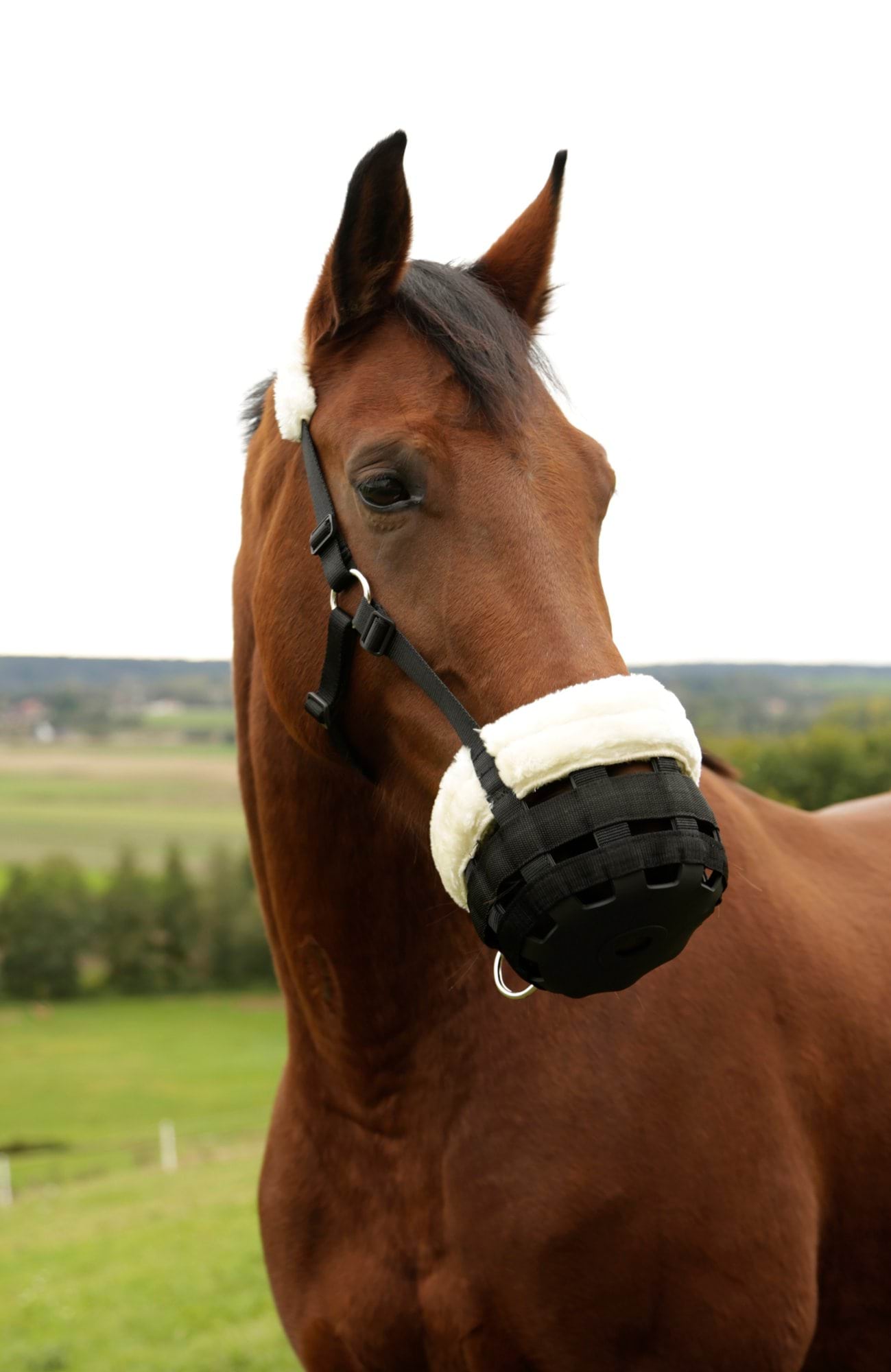 Covalliero kaganiec dla koniaTeddy Fleece