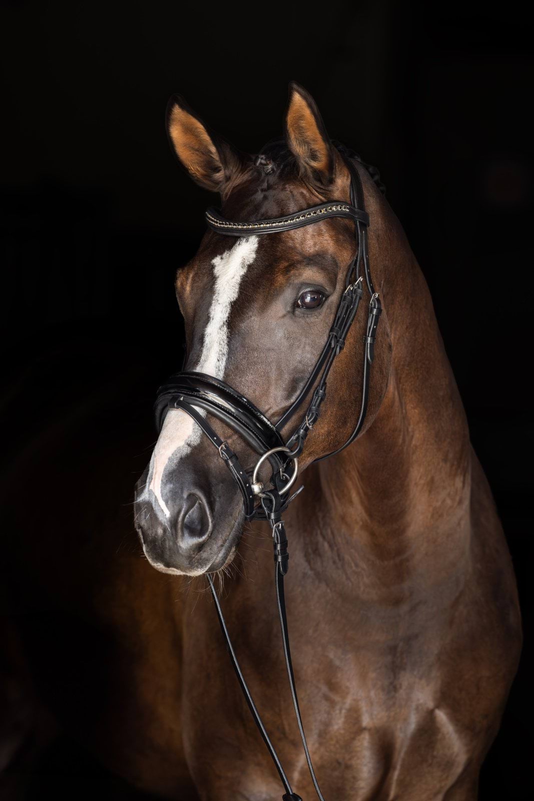 Covalliero nachrapnik szwedzki, czarny lakierowany