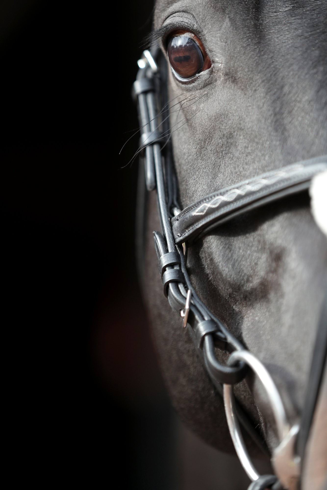 Covalliero ogłowie dla konia Cancun, czarny 24h