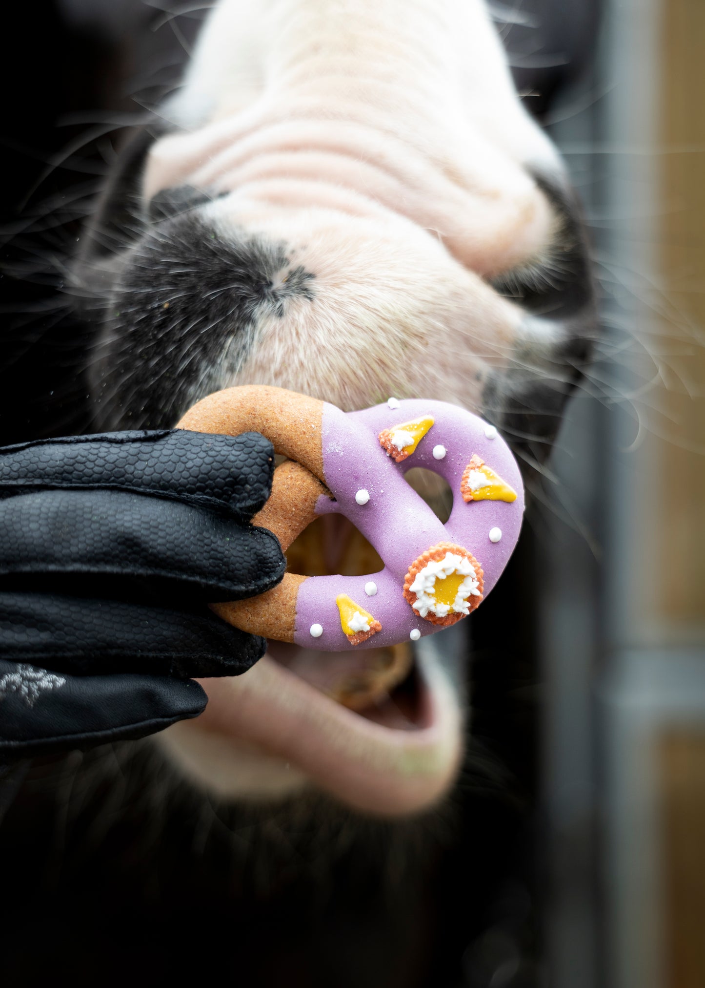 Candy Horse precle z lukrem „Foodie” 24h