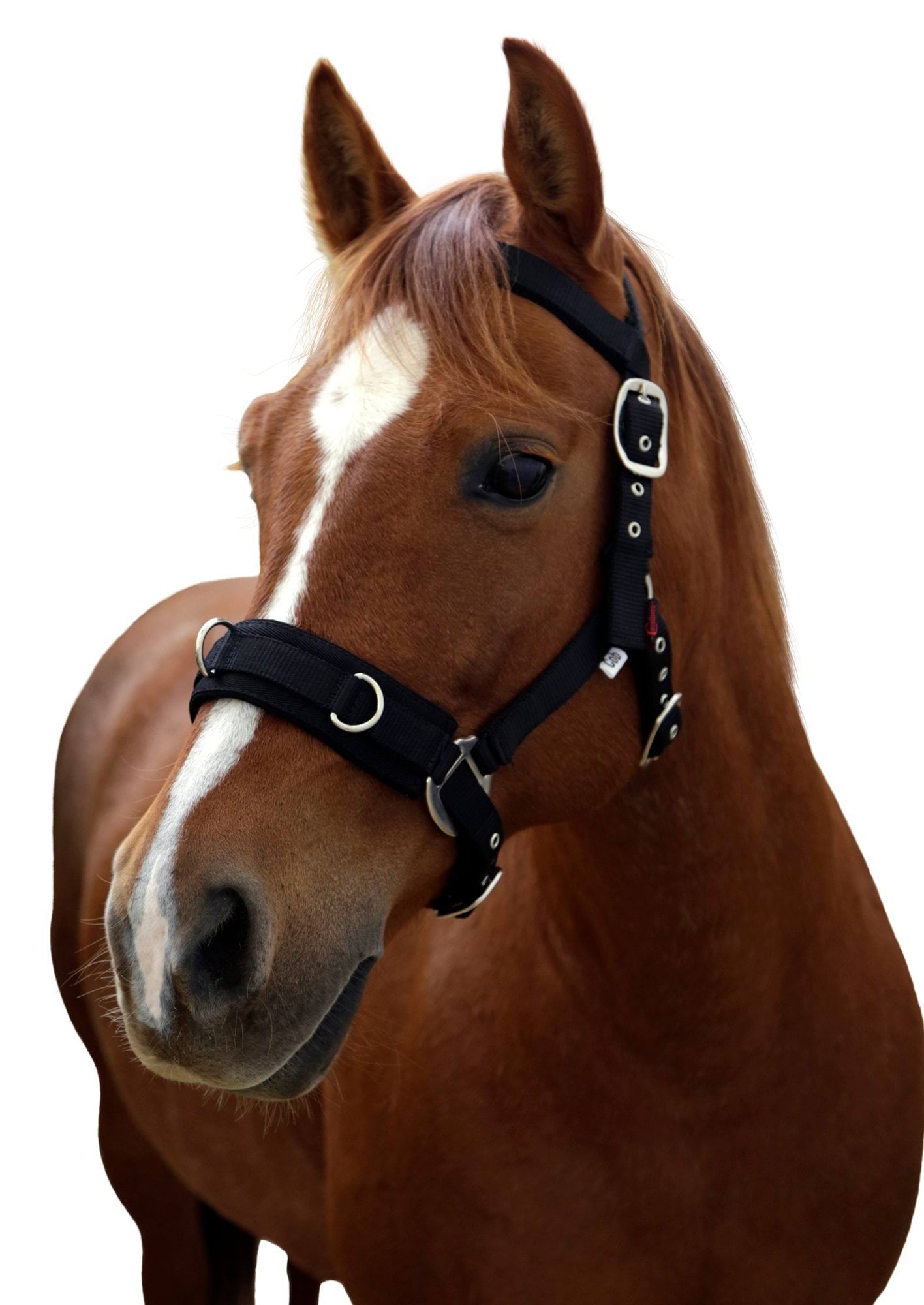 Covalliero kawecan dla konia czarny 24h