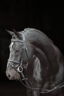 Covalliero ogłowie dla konia Classic, czarny 24h