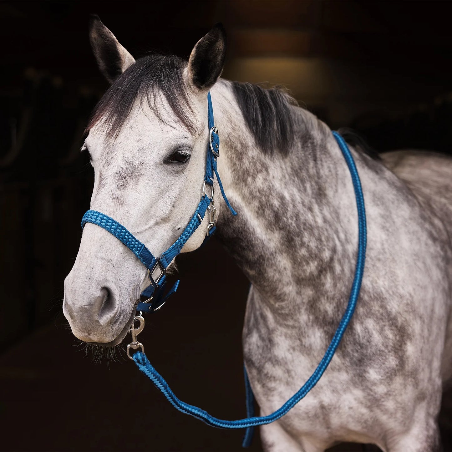 Horze zestaw kantar + uwiąz Chicago, Lagoon Blue 24h