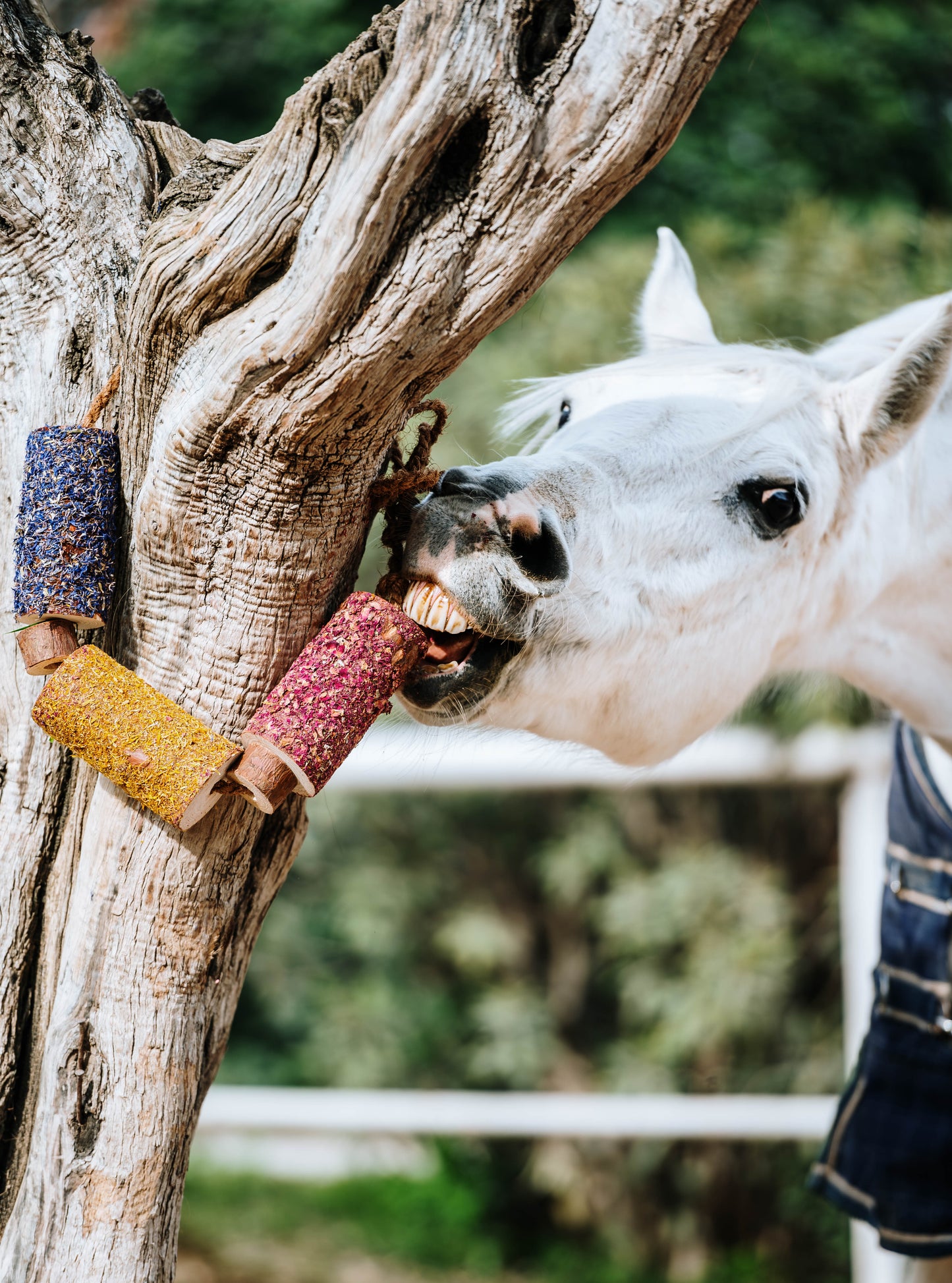 Candy Horse gryzak „radość” 24h