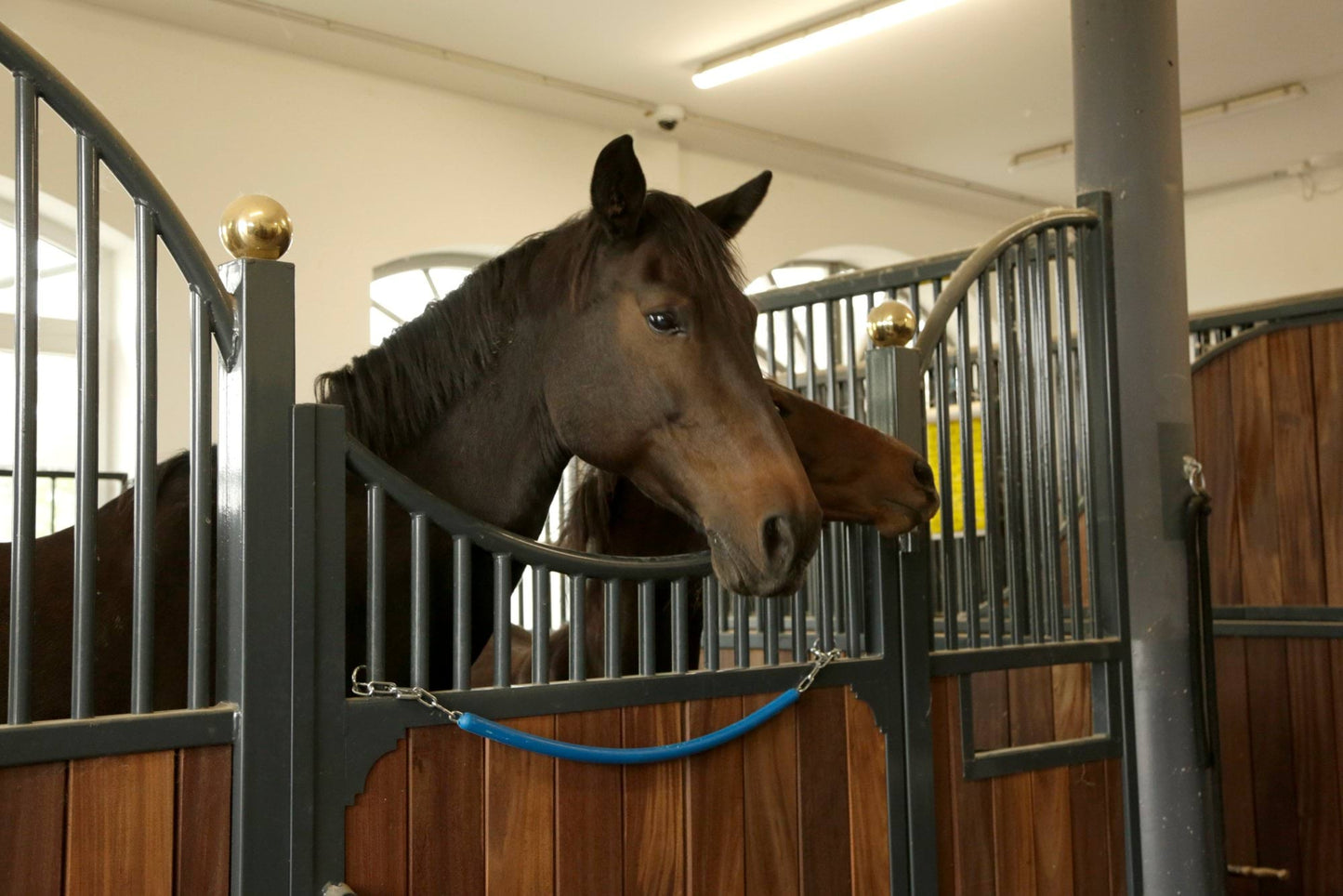 Kerbl uchwyt na derki, niebieski 24h