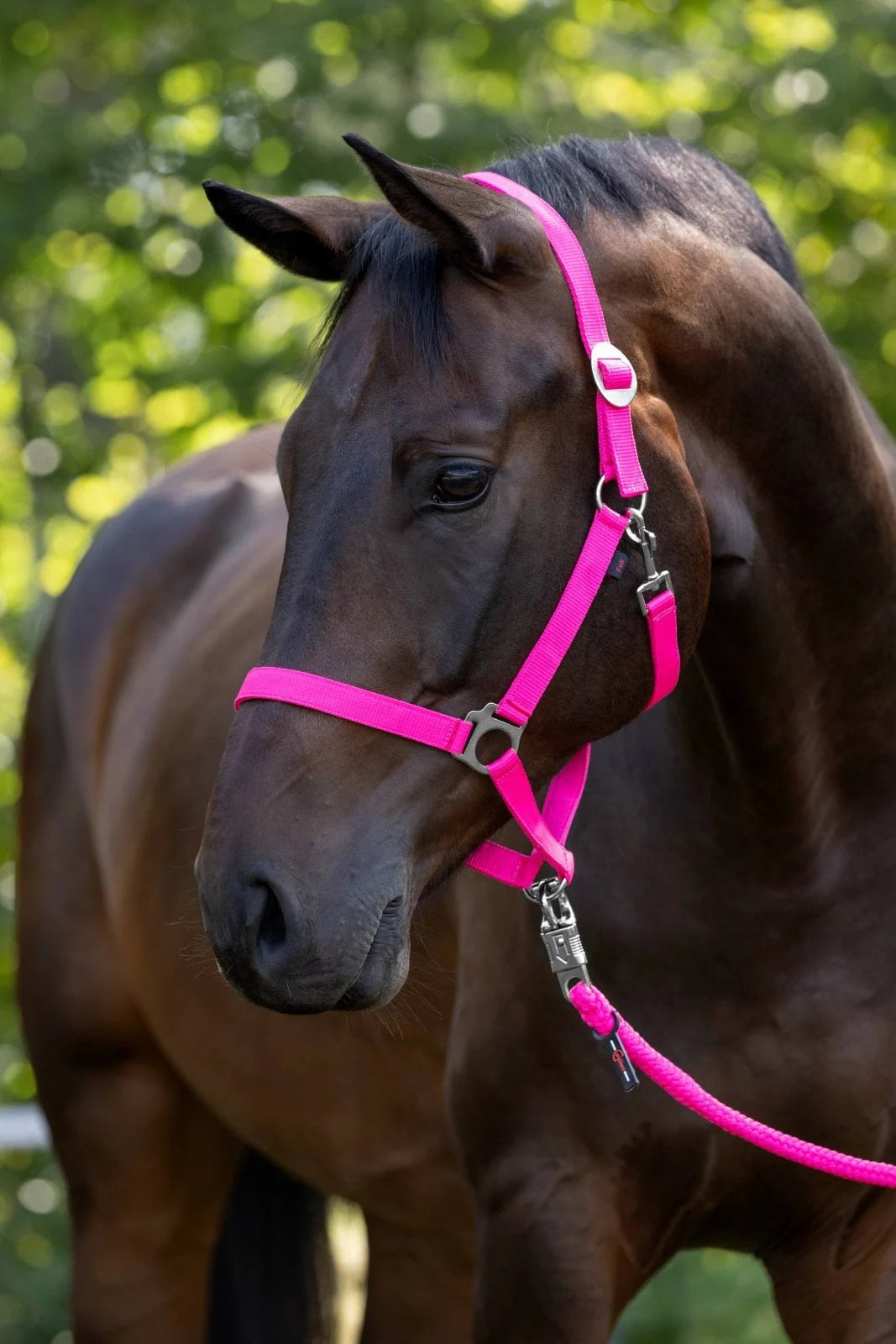 Zestaw nr 16 - kantar, uwiąz, kaloszki 24h