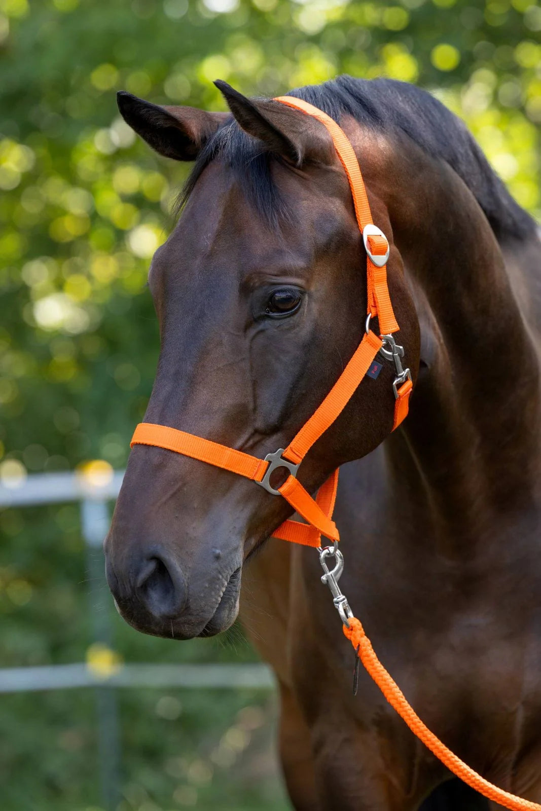 Zestaw nr 17 - kantar, uwiąz, kaloszki 24h