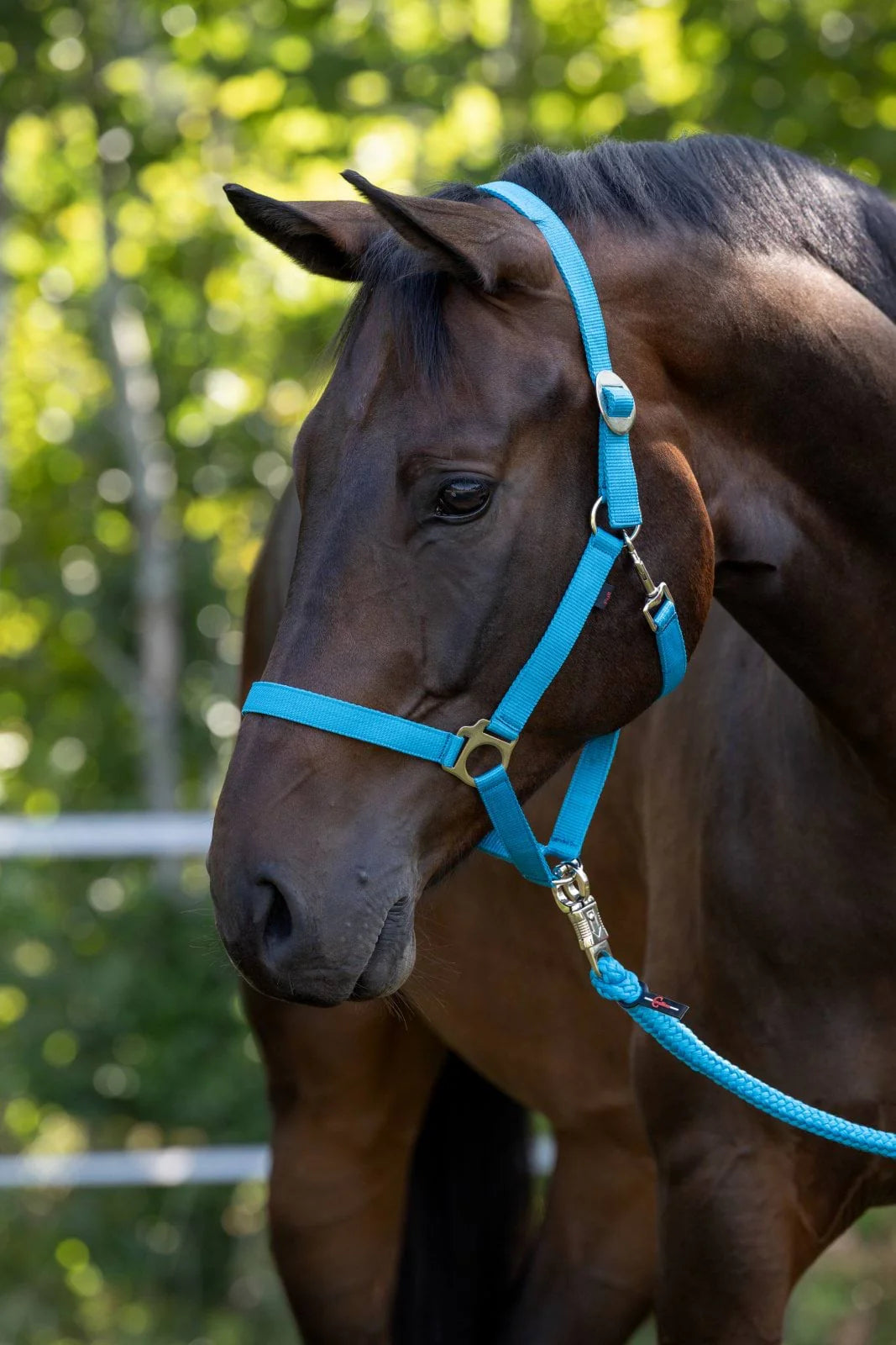 Zestaw nr 18 - kantar, kaloszki, preparat na strzałki 24h