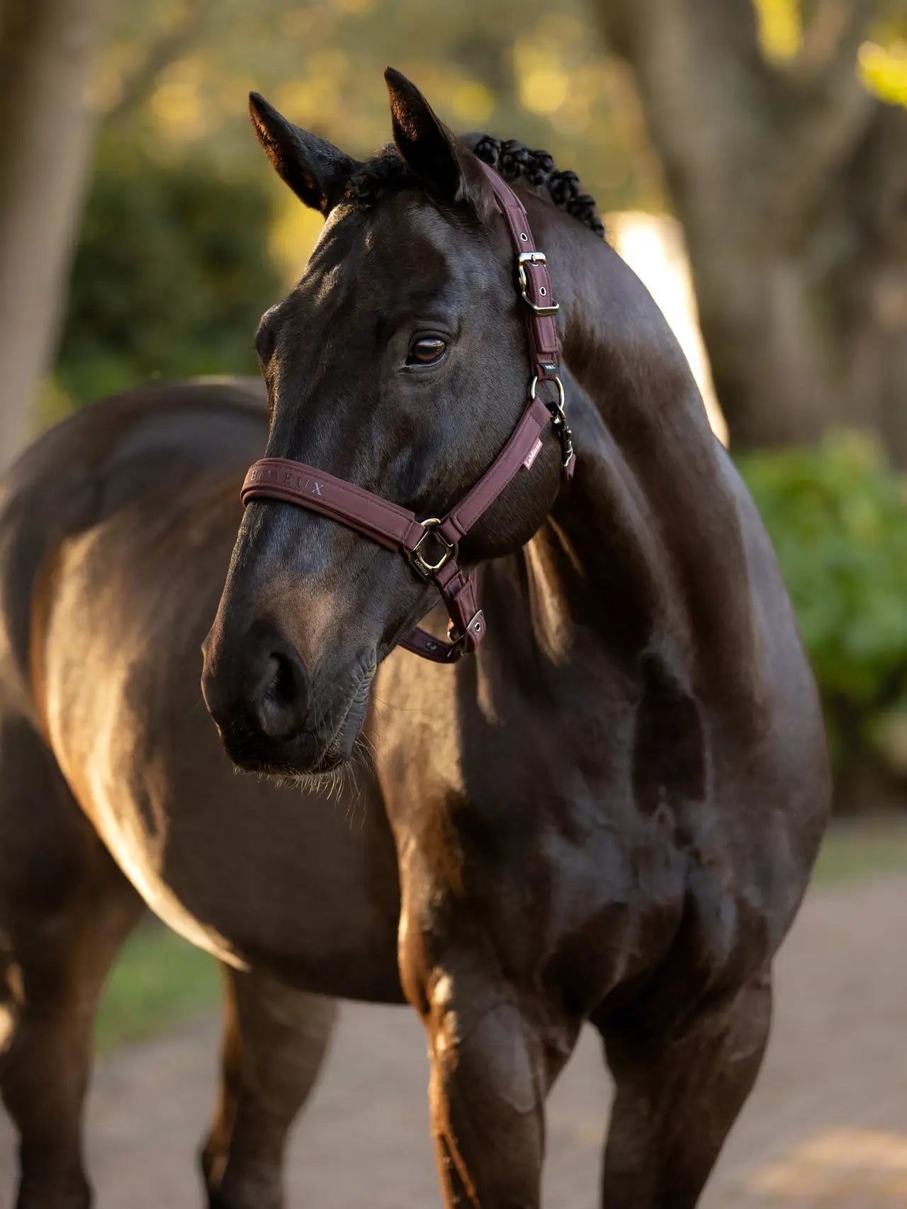 LeMieux kantar Essence, Damson 24h