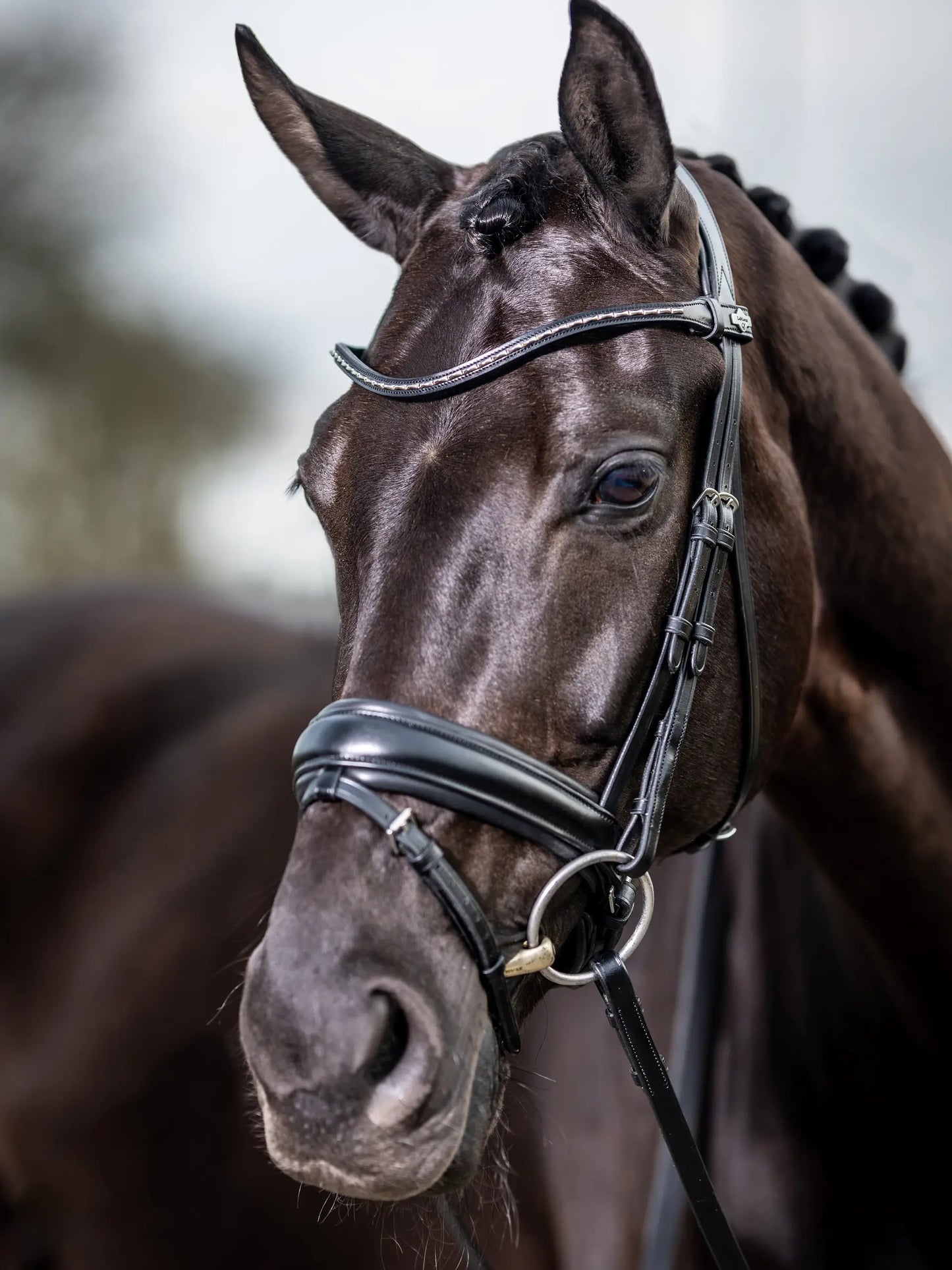 LeMieux ogłowie "Kudos Dressage", czarne
